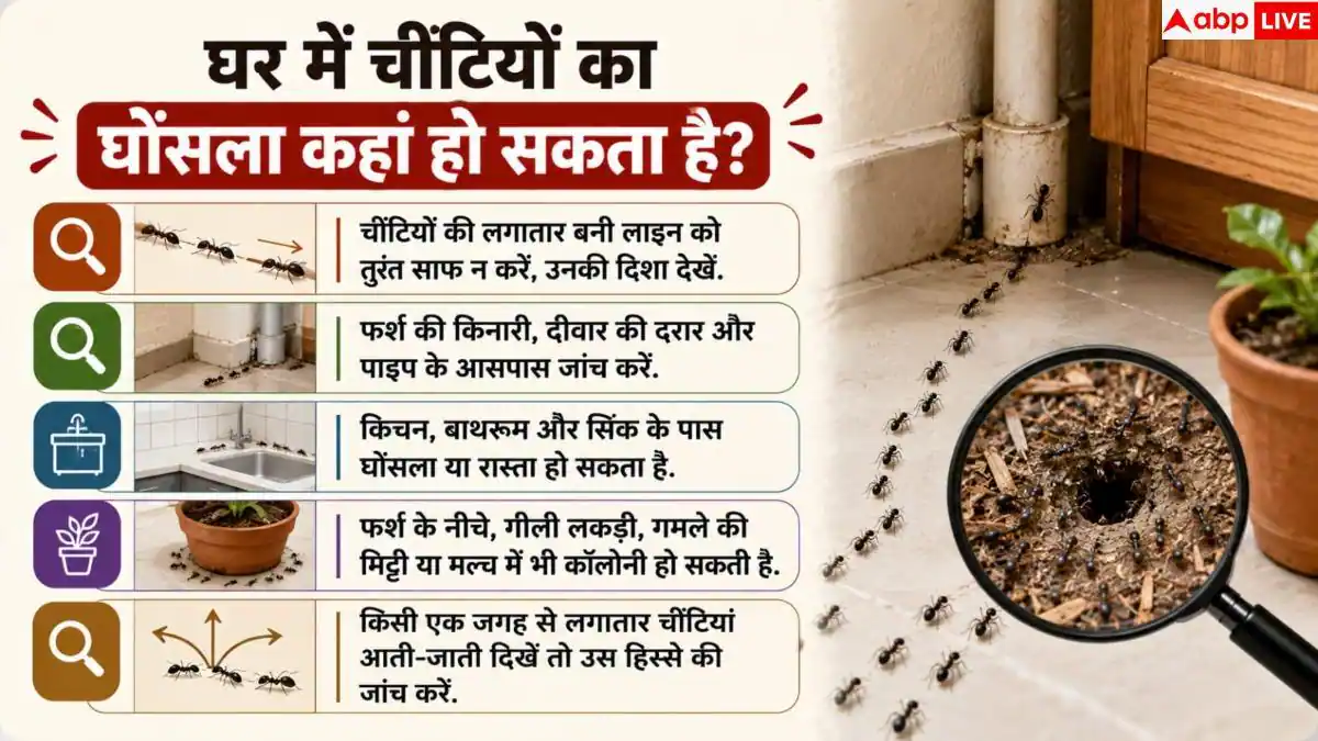 Pest Control: घर में बार-बार आ जाती हैं चींटियां? ऐसे करें सफाया