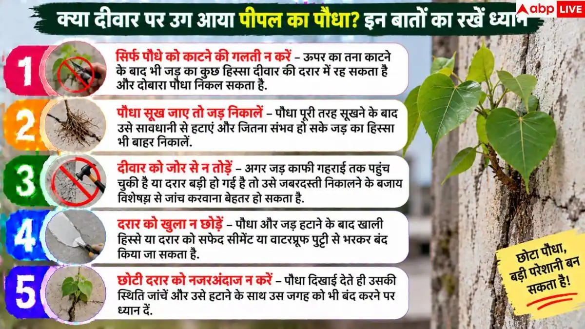 Peepal Tree On Wall: क्या दीवार पर उग आया है पीपल? बिना नुकसान ऐसे निकालें
